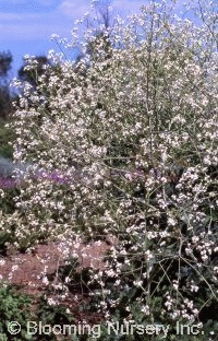 Crambe cordifolia